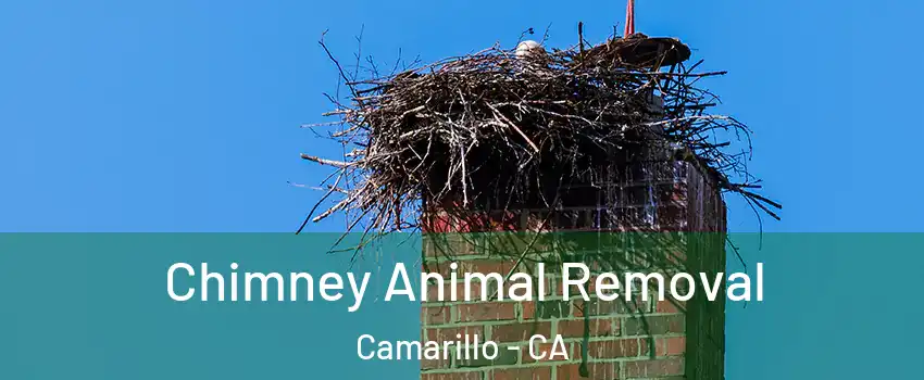 Chimney Animal Removal Camarillo - CA