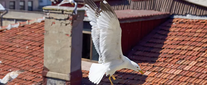 Residential Chimney Animal Removal Solution in Camarillo, CA